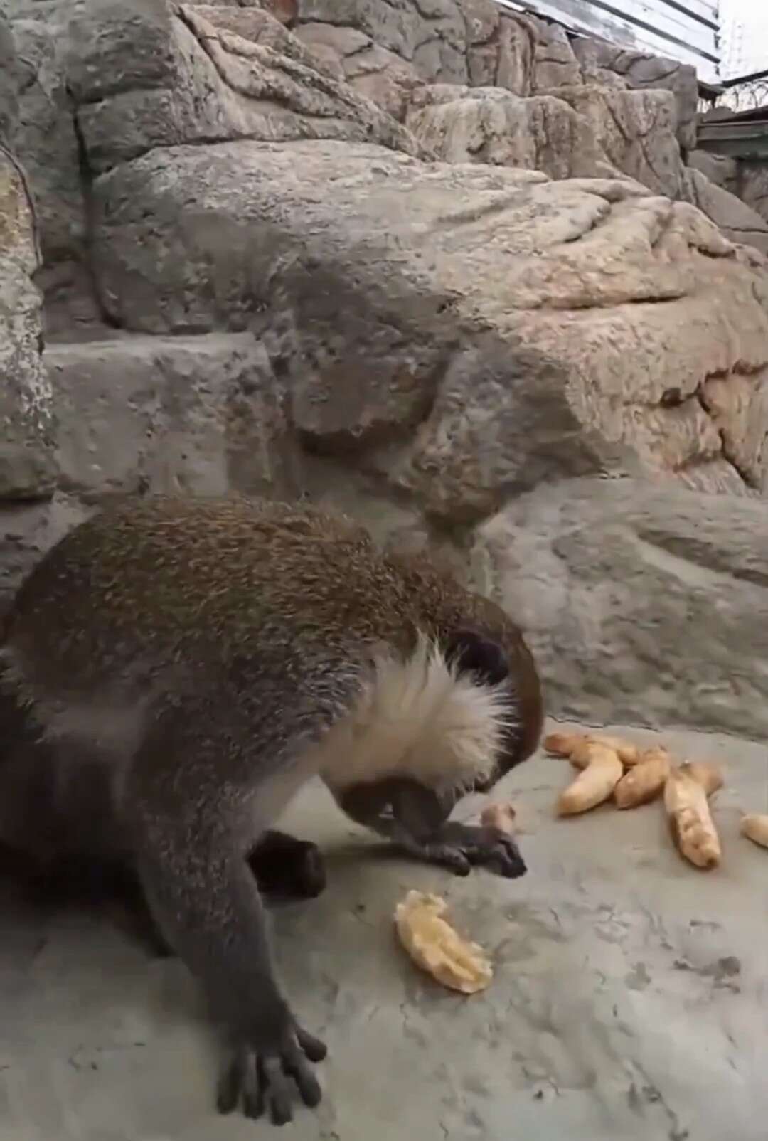 Firari Maymun Koruma Altına Alındı 1